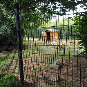 Indian Sarus crane - Mandarin duck exhibit (Aug 28th, 2018)