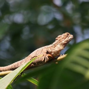 Brown basilisk in Mangrove