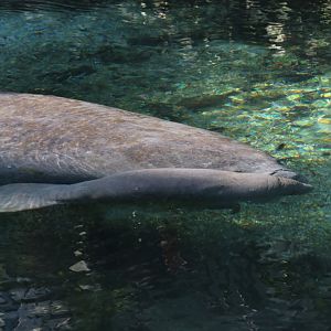 Manatee calf