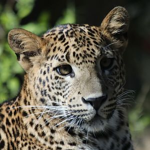 Sri Lanka leopard