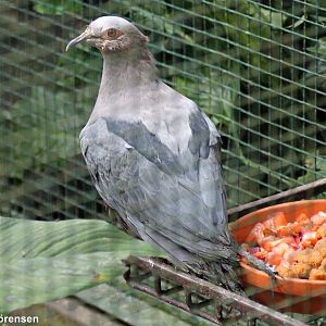 Pinon's imperial pigeon (Ducula pinon)