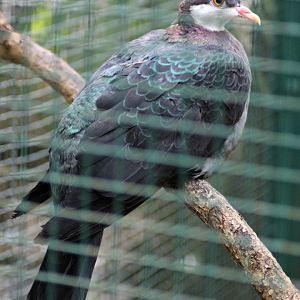 Metallic pigeon (Columba vitiensis)