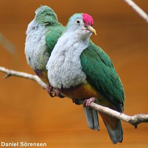 Beautiful fruit dove (Ptilinopus pulchellus)