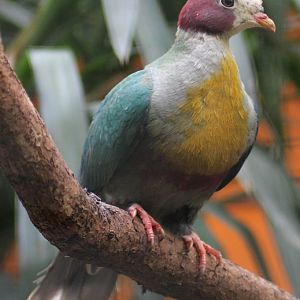 Yellow-breasted fruit dove (Ptilinopus occipitalis)