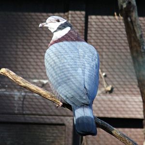 Collared imperial pigeon (Ducula mullerii)