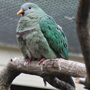 Black-chinned fruit dove (Ptilinopus leclancheri)