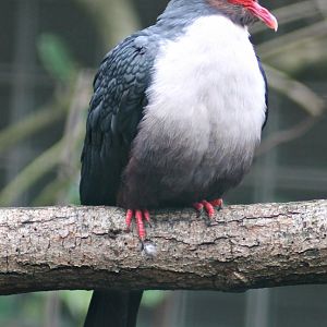 Papuan mountain pigeon (Gymnophaps albertisii)