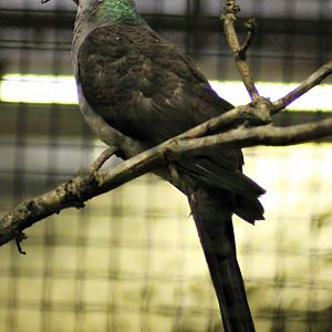 Barred cuckoo-dove (Macropygia unchall)