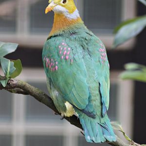 Pink-spotted fruit dove (Ptilinopus perlatus)