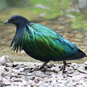 Nicobar pigeon (Caloenas nicobarica)