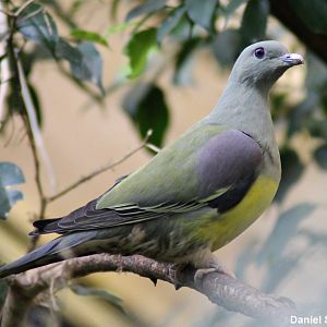Bruce's green pigeon (Treron waalia)