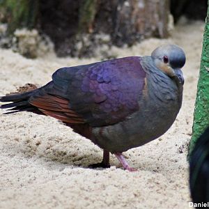 Crested quail-dove (Geotrygon versicolor)