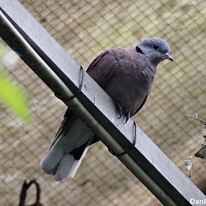 Red turtle dove (Streptopelia tranquebarica)