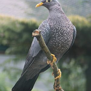 African olive pigeon (Columba arquatrix)