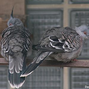 Crested pigeons (Ocyphaps lophotes)