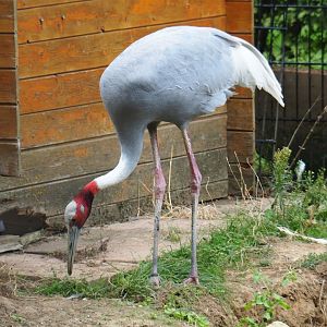 Indian Sarus crane (Antigone antigone antigone), Aug 28th, 2018