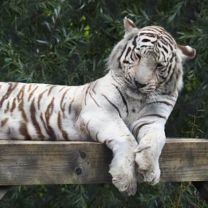 White tiger (Panthera tigris), Aug 28th, 2018