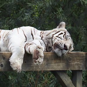 White tiger (Panthera tigris), Aug 28th, 2018