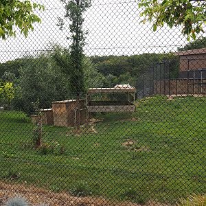 Tiger exhibit (Aug 28th, 2018)