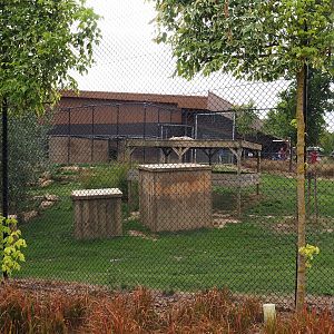 Tiger exhibit (Aug 28th, 2018)