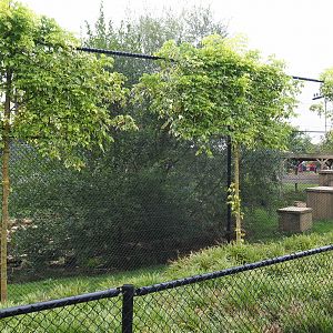 Tiger exhibit (Aug 28th, 2018)