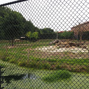 White lion exhibit (Aug 28th, 2018)