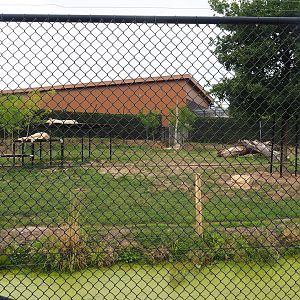 White lion exhibit (Aug 28th, 2018)