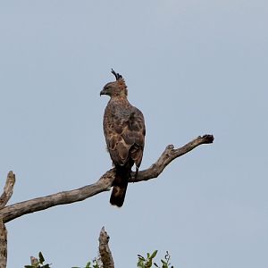 Hawk eagle.   Changeable or Mountain??