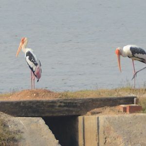 Painted storks