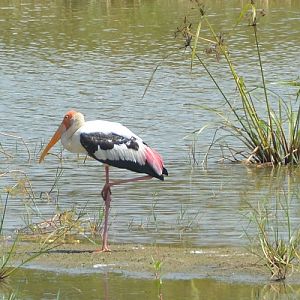 Painted stork