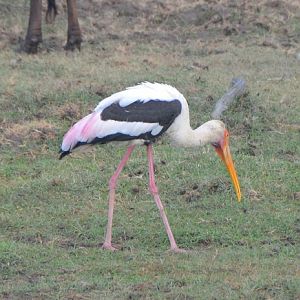 Painted stork