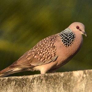 Spotted dove