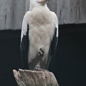 Palm-nut vulture (Gypohierax angolensis)