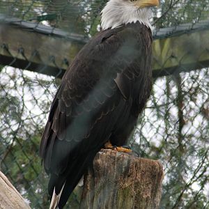 Bald eagle (Haliaeetus leucocephalus)