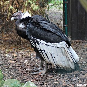 Andean condor (Vultur gryphus)