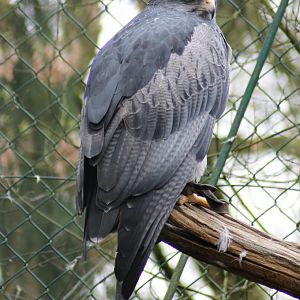 Black-chested buzzard-eagle (Geranoaetus melanoleucus)