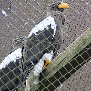 Steller's sea eagle (Haliaeetus pelagicus)