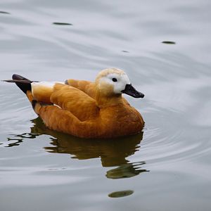 Ruddy shelduck