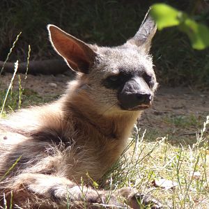 Southern Aardwolf
