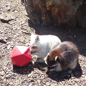 Albino Raccoon