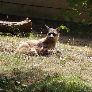 Southern Aardwolf