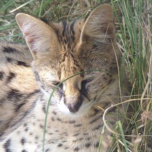 Serval
