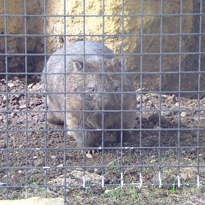 Wombat