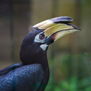 Malabar pied hornbill
