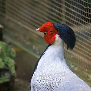 Silver pheasant