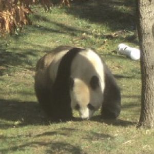 Giant panda 2006