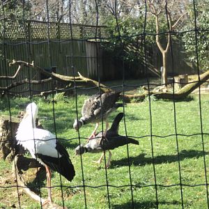 Crested screamers 2006