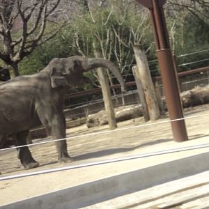 Asian elephant 2006