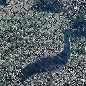 Kori bustard 2006