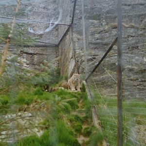 Old exhibit for Northern Lynx (Lynx lynx lynx) at Highland Wildlife Park - circa 1989